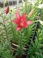 [5074 Bourbon Street No01.JPG]